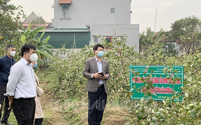 Hai giống táo mới cho nông dân Hải Dương thu lãi hàng trăm triệu đồng
